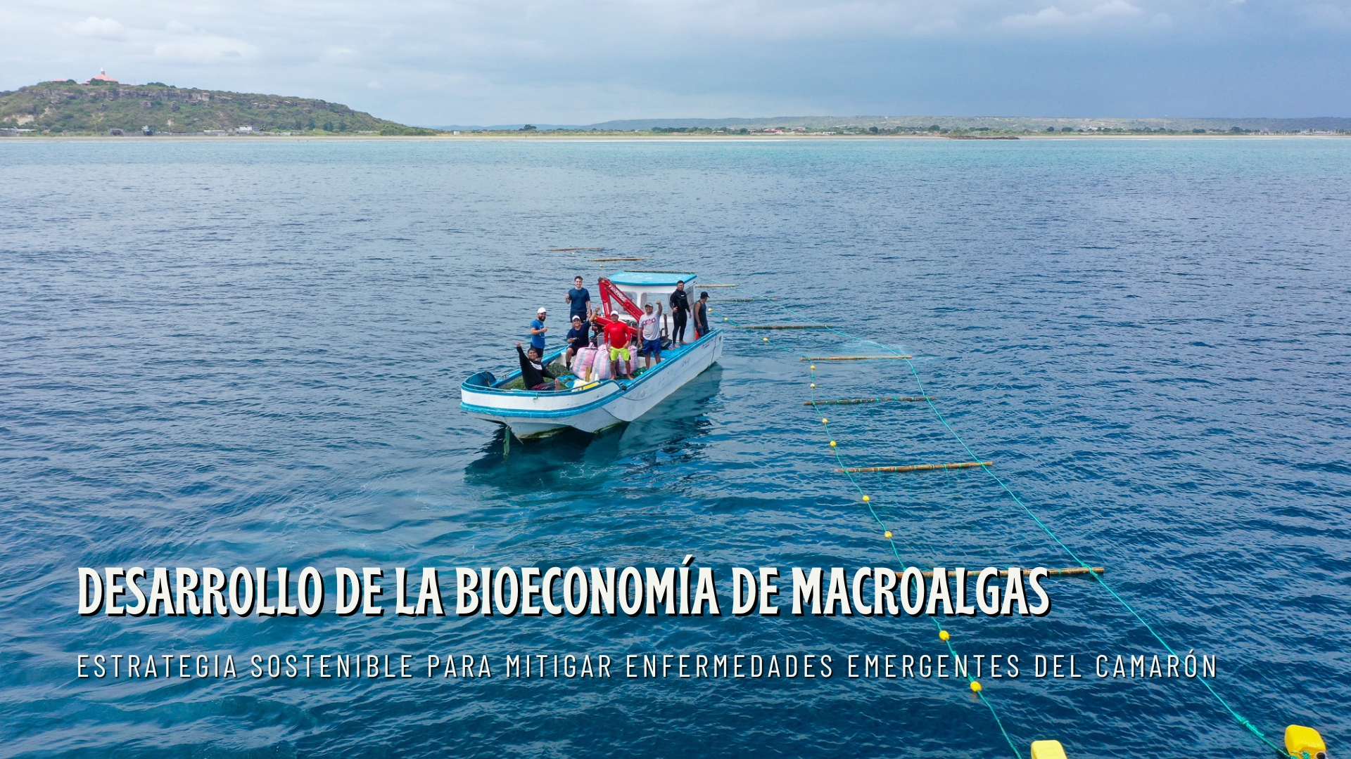 MACROALGAS