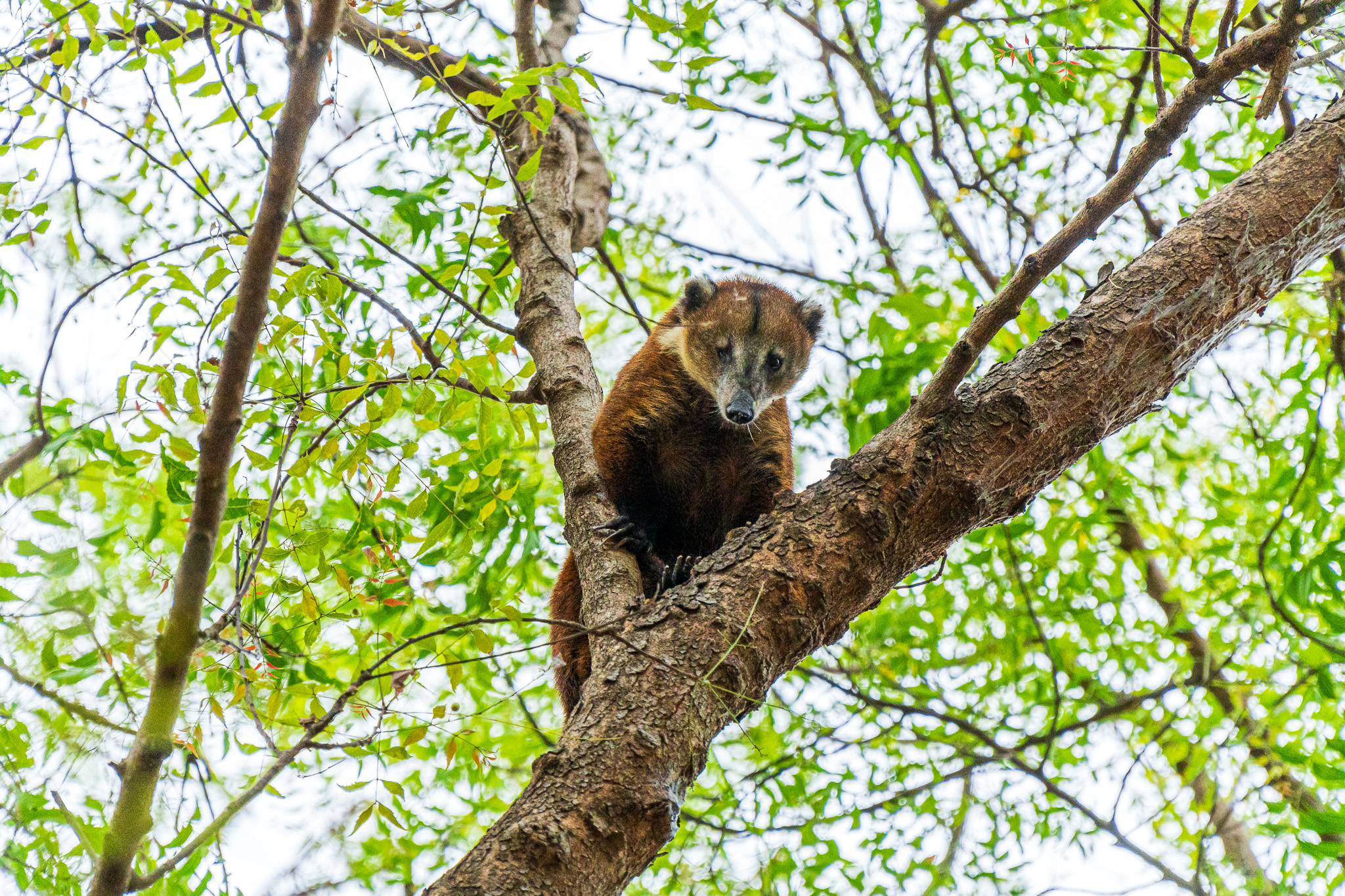 COATI