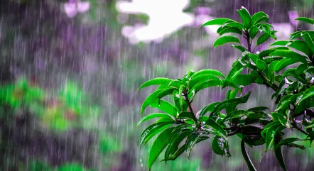 LLUVIA