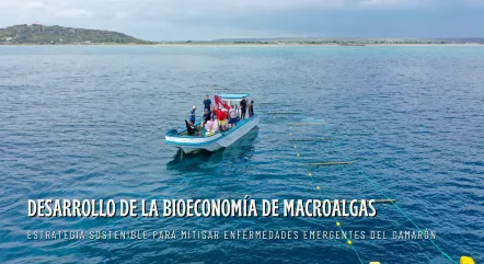 MACROALGAS