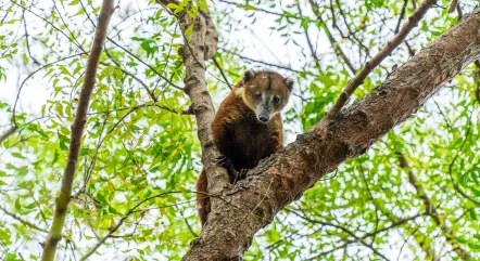 COATI